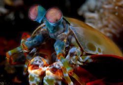 Mantis Shrimp from lembeh strait, North Sulawesi by Iman Brotoseno 